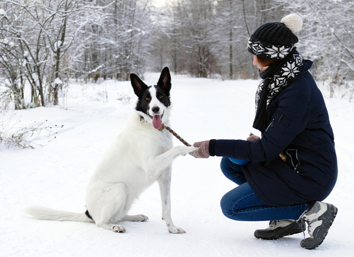 Help Keep Your Pet’s Paws Safe This Winter AMA