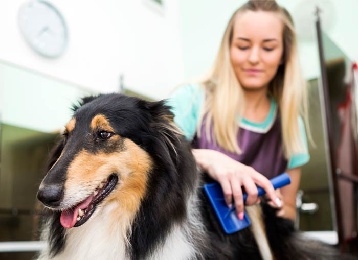 Image showcasing The Benefits of Dog Grooming | AMA