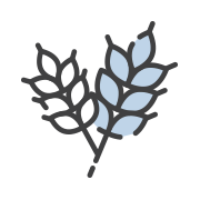 alberta wheat_lg