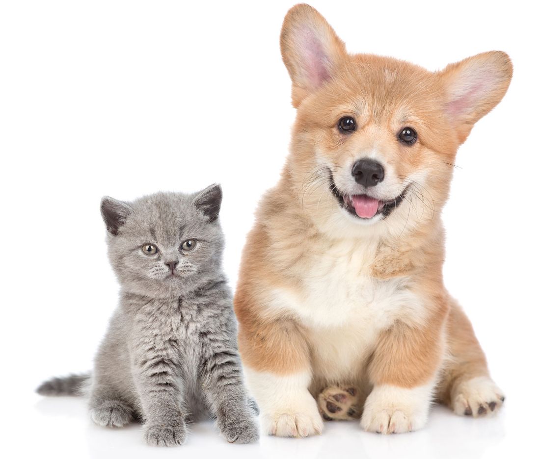 Pet Insurance for Dogs and Cats AMA
