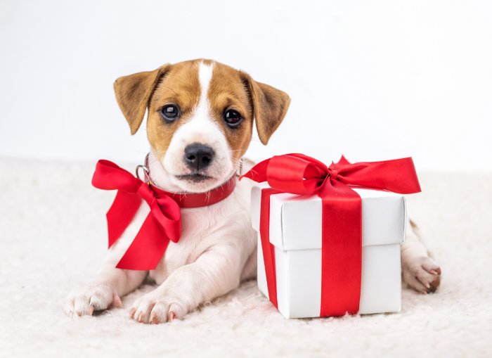 Giving Pets as Gifts