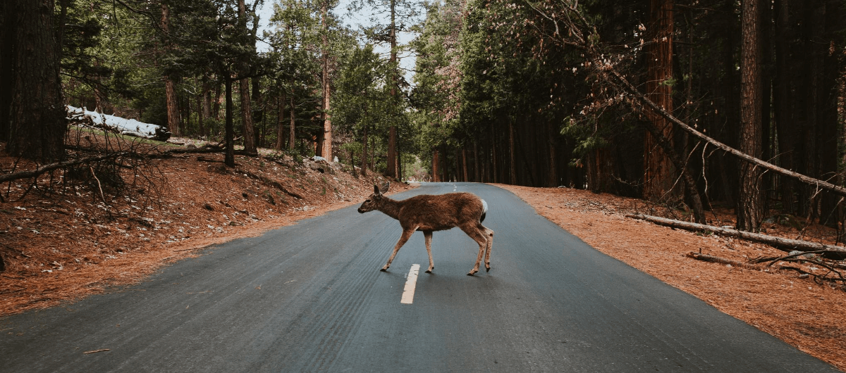 deer walking across forest road